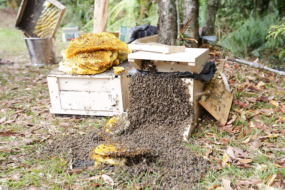 佳風蜜復育台灣野蜂的故事 原來野蜂蜜是這樣採 被萬隻野蜂包圍場面很壯觀