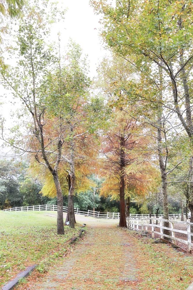 桃園北橫景點 綠光森林富野綿羊牧場 泛紅落羽松正美 青青草原綿羊漫步 馬告蒙古火鍋夠正點