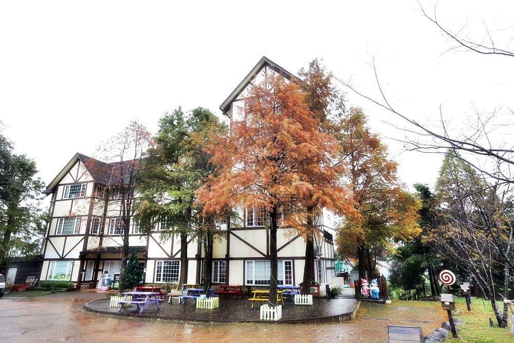 桃園北橫景點 綠光森林富野綿羊牧場 泛紅落羽松正美 青青草原綿羊漫步 馬告蒙古火鍋夠正點