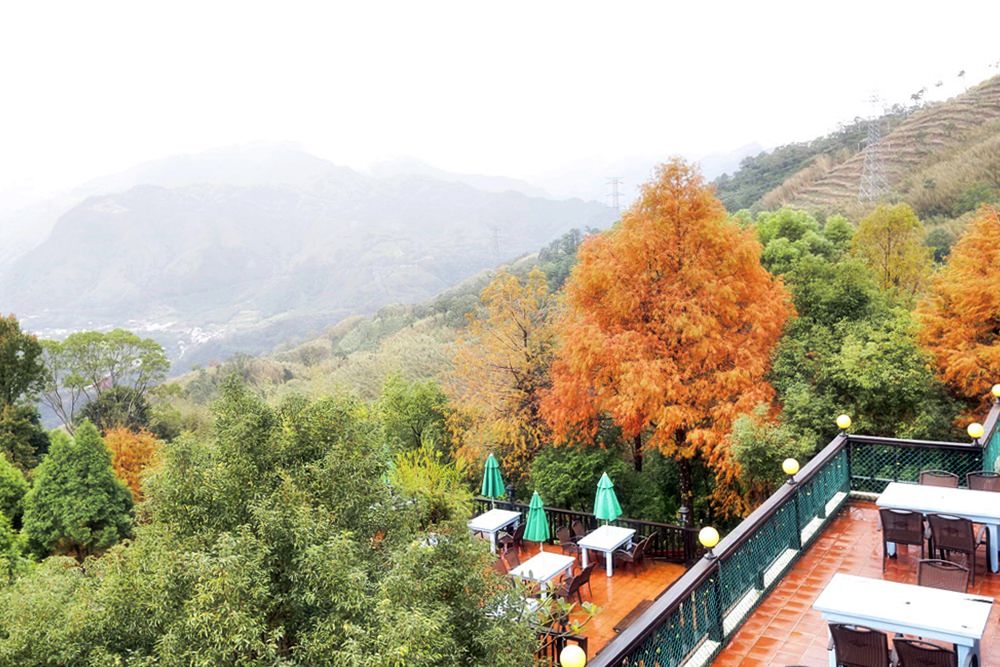 桃園北橫景點 綠光森林富野綿羊牧場 泛紅落羽松正美 青青草原綿羊漫步 馬告蒙古火鍋夠正點