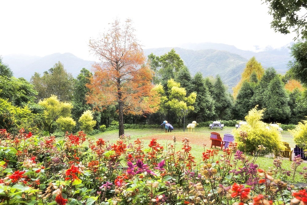 桃園北橫景點 綠光森林富野綿羊牧場 泛紅落羽松正美 青青草原綿羊漫步 馬告蒙古火鍋夠正點