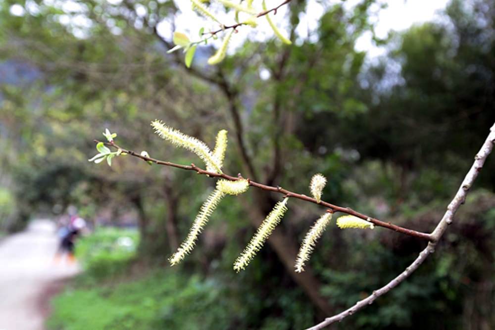 散步的雲日月潭生態民宿 緩慢樂活結合在地農村體驗 這才是度假