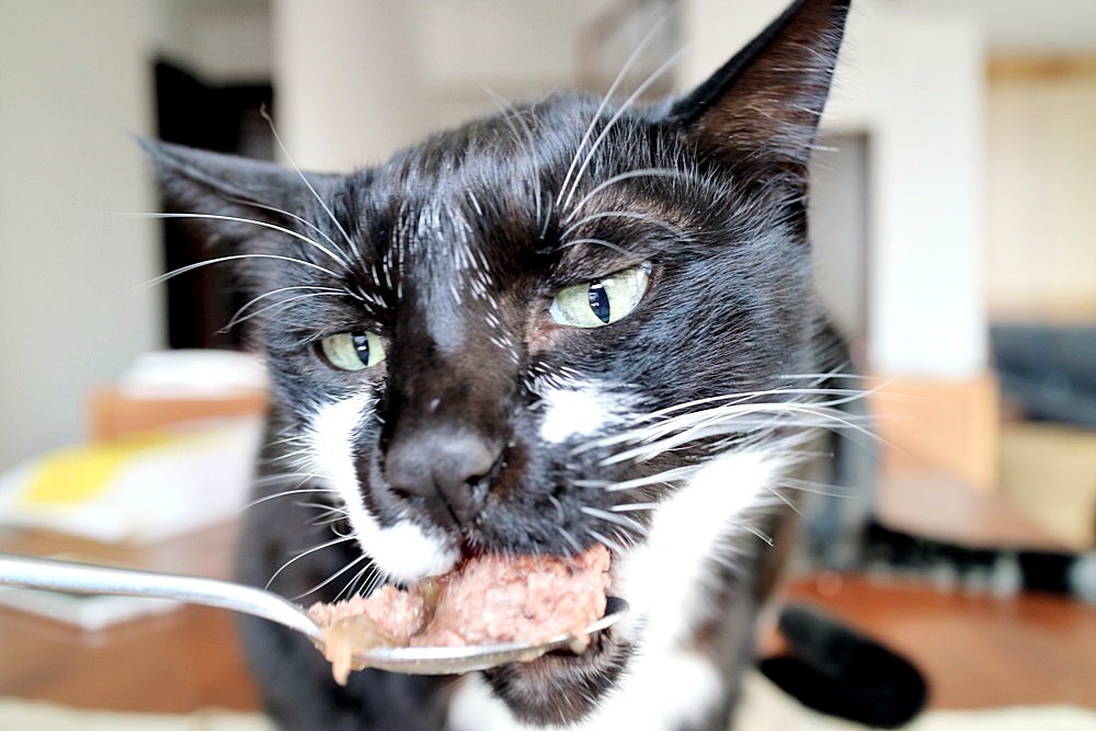 貓主食罐頭 O’canis 德國進口 肉質紮實 嗜口性佳 味道自然不腥