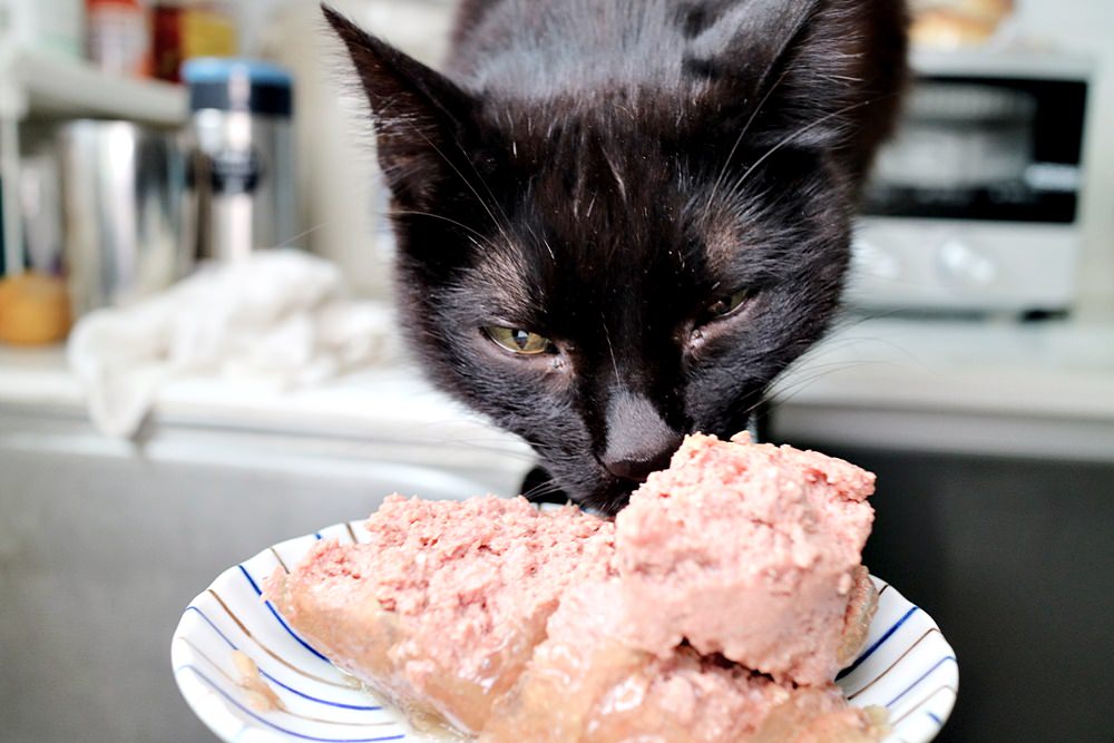 貓主食罐頭 O’canis 德國進口 肉質紮實 嗜口性佳 味道自然不腥