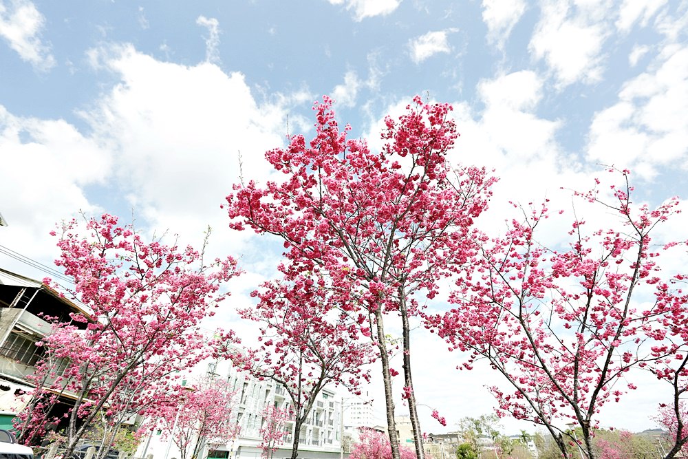 東勢景點 東勢客家文化園區 復古建築+舊鐵軌+搭騰雲號蒸氣火車 愛拍照朋友必訪