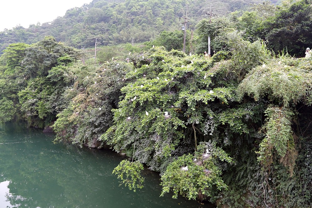 坪林小旅行 坪林老街美食 鷺鷥林美景 原來這裡還有養鹿場