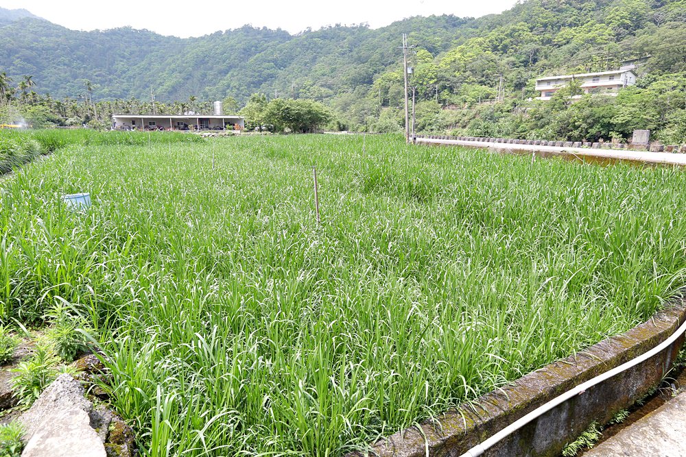 坪林小旅行 坪林老街美食 鷺鷥林美景 原來這裡還有養鹿場