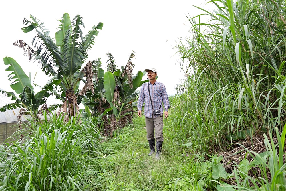 根田農業 江玉寶有機農場 誠意滿滿的山高漿有機山苦瓜茶包 食用百合兩度登上國宴