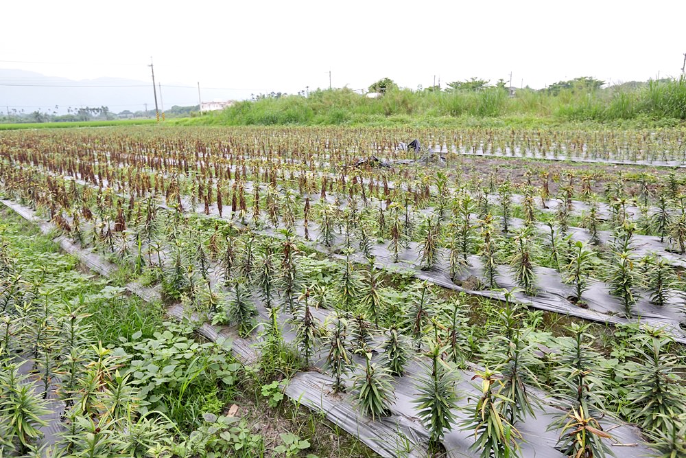 根田農業 江玉寶有機農場 誠意滿滿的山高漿有機山苦瓜茶包 食用百合兩度登上國宴