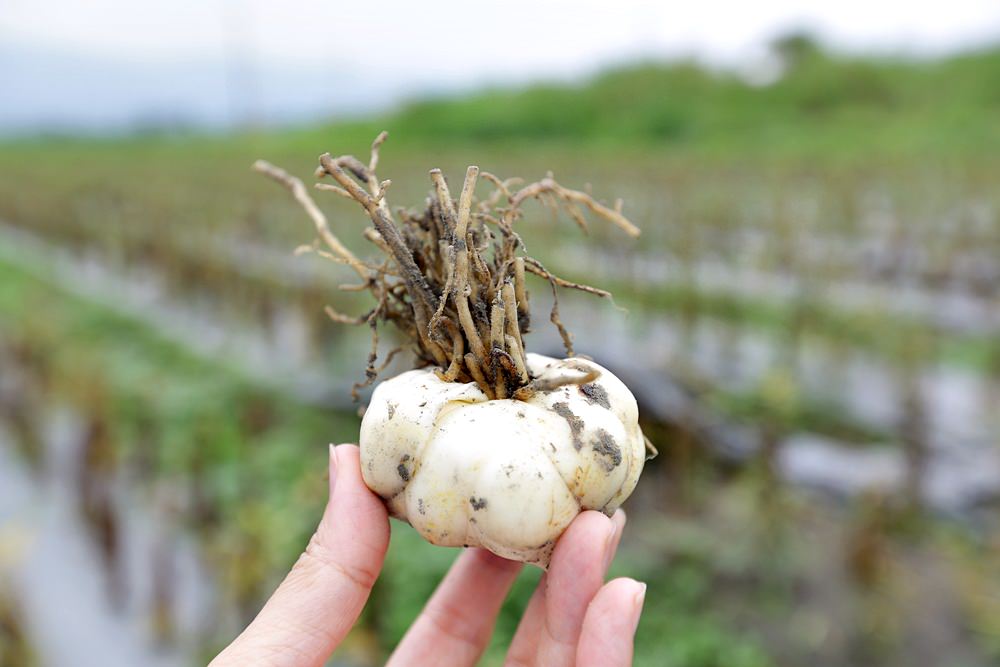 根田農業 江玉寶有機農場 誠意滿滿的山高漿有機山苦瓜茶包 食用百合兩度登上國宴