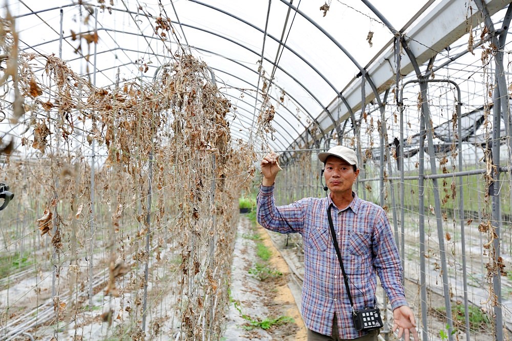 根田農業 江玉寶有機農場 誠意滿滿的山高漿有機山苦瓜茶包 食用百合兩度登上國宴