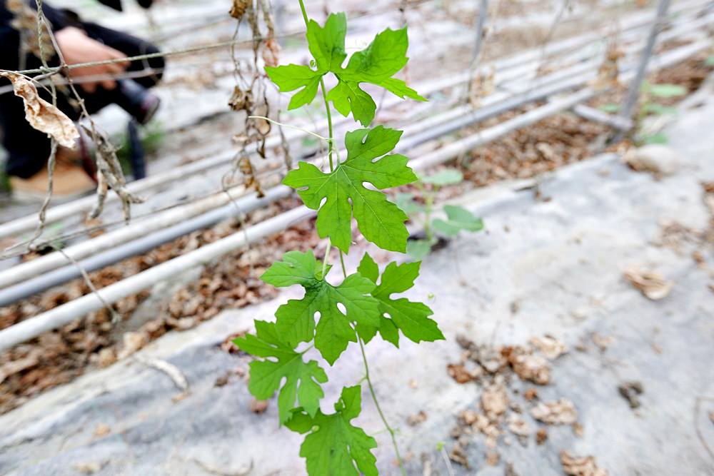 根田農業 江玉寶有機農場 誠意滿滿的山高漿有機山苦瓜茶包 食用百合兩度登上國宴