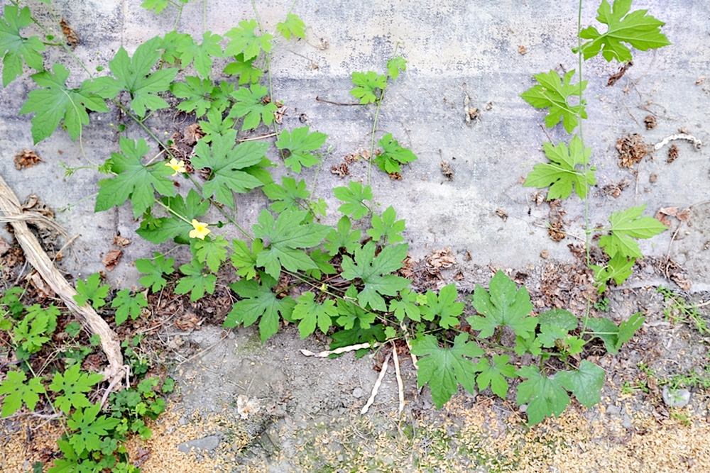 根田農業 江玉寶有機農場 誠意滿滿的山高漿有機山苦瓜茶包 食用百合兩度登上國宴