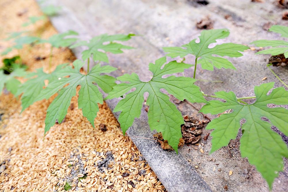 根田農業 江玉寶有機農場 誠意滿滿的山高漿有機山苦瓜茶包 食用百合兩度登上國宴