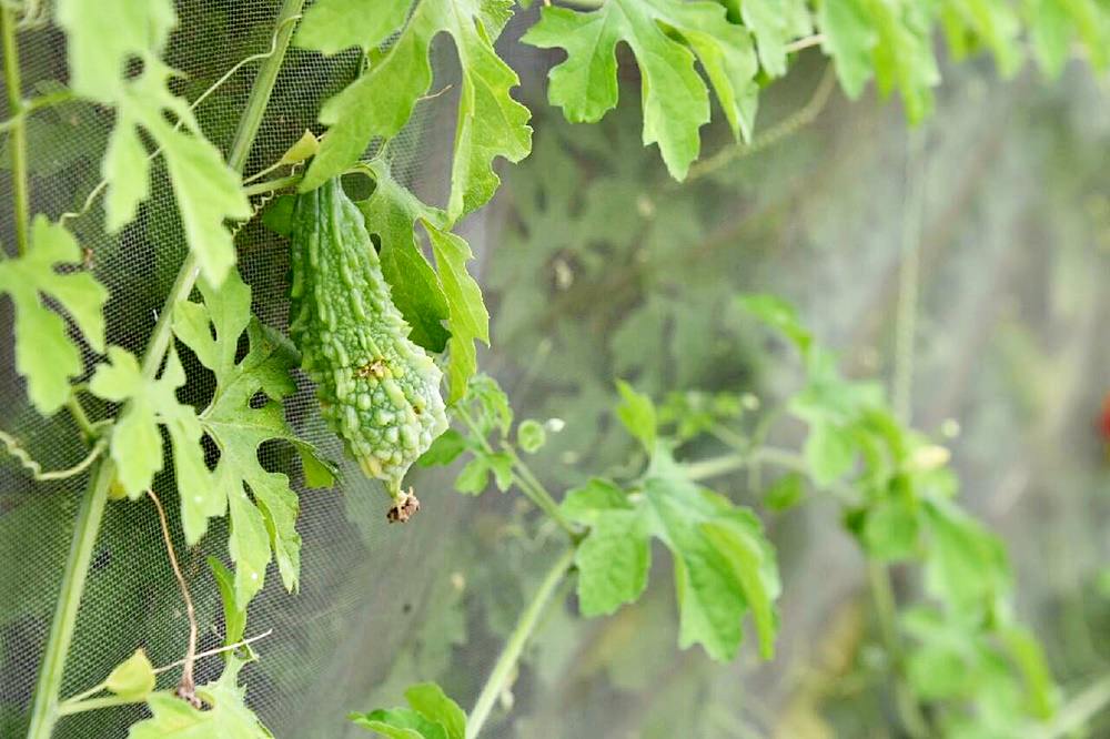 根田農業 江玉寶有機農場 誠意滿滿的山高漿有機山苦瓜茶包 食用百合兩度登上國宴