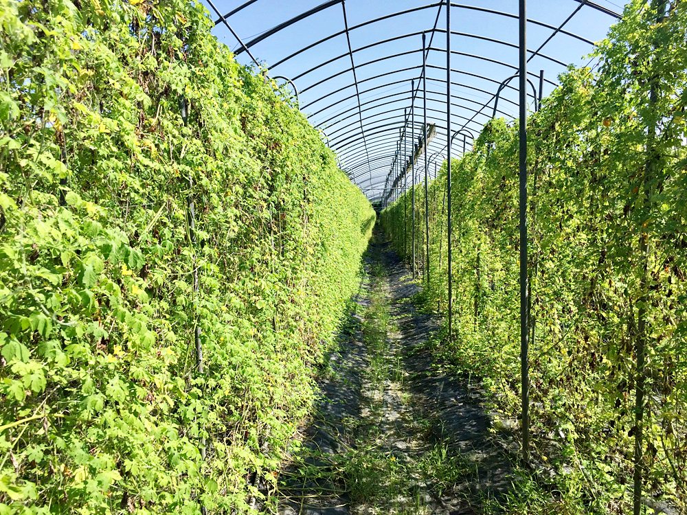 根田農業 江玉寶有機農場 誠意滿滿的山高漿有機山苦瓜茶包 食用百合兩度登上國宴