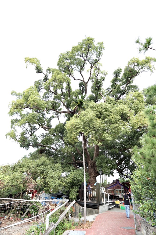 葡萄樹下的餐桌在外埔永豐社區 水流東步道虎腳庄農夫市集 順遊外埔花博