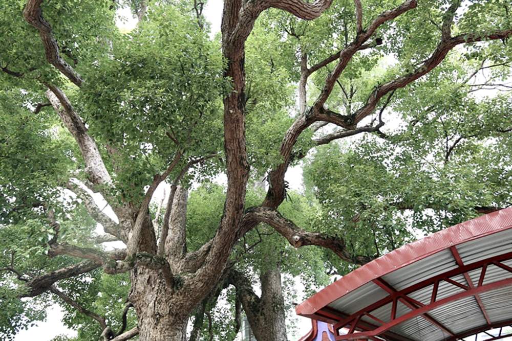 葡萄樹下的餐桌在外埔永豐社區 水流東步道虎腳庄農夫市集 順遊外埔花博