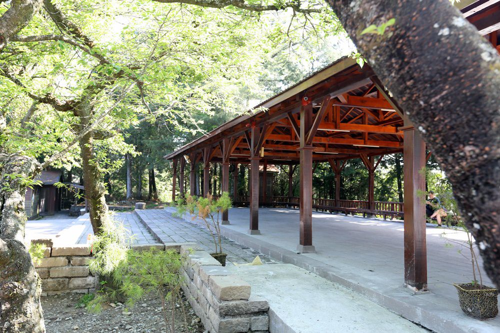 阿里山二日遊秘境 巧遇在草地睡覺的帝雉 祝山小笠原 夜間觀星、賞日出最佳選擇