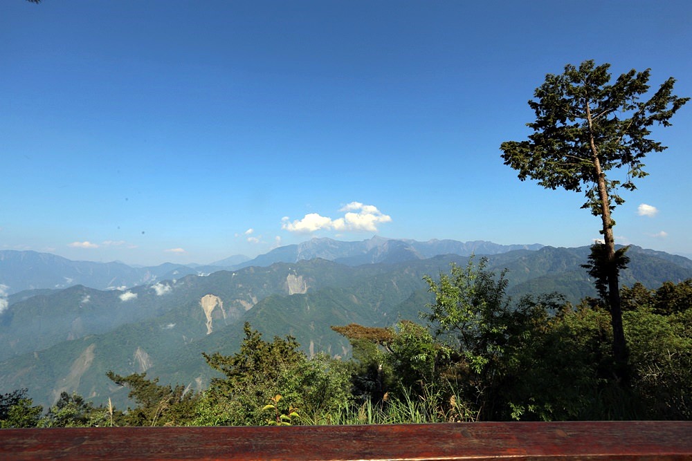 阿里山二日遊秘境 巧遇在草地睡覺的帝雉 祝山小笠原 夜間觀星、賞日出最佳選擇