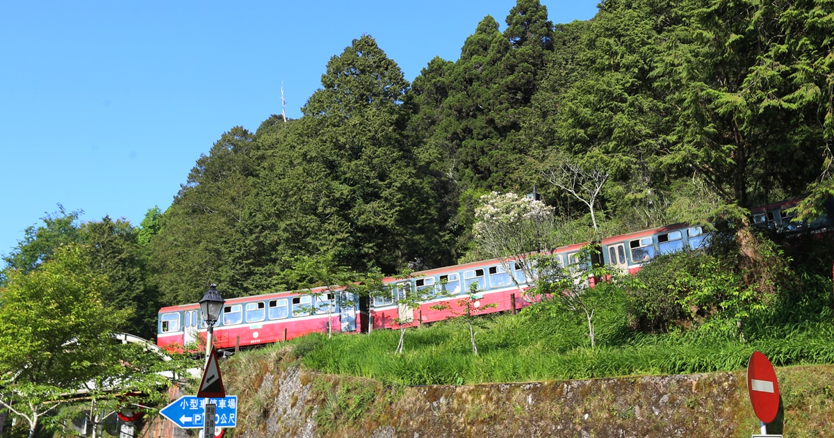 阿里山二日遊秘境 巧遇在草地睡覺的帝雉 祝山小笠原 夜間觀星、賞日出最佳選擇