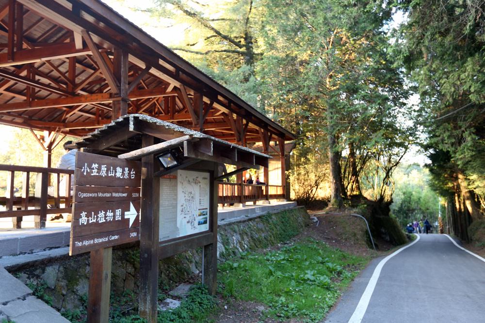 阿里山二日遊秘境 巧遇在草地睡覺的帝雉 祝山小笠原 夜間觀星、賞日出最佳選擇