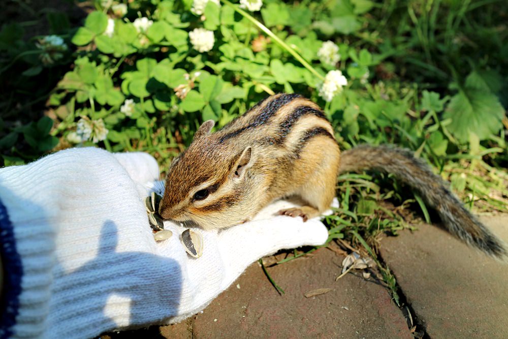 北海道網走景點之鄂霍次克花栗鼠公園 來當被花栗鼠包圍的白雪公主