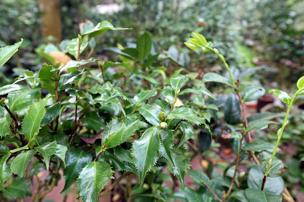 新社景點 明月居茶花山莊 五萬株茶花花季即將展開 有無菜單料理 慢活好選擇