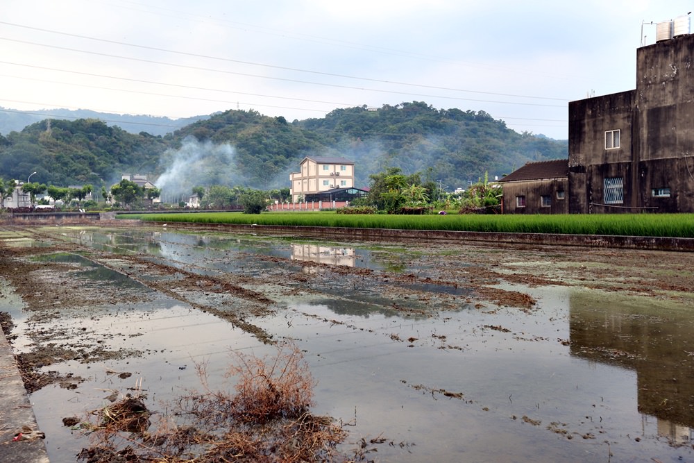 苗栗公館一日遊 大推油礦陳列館 去田裡拔芋頭的手感好療癒 還有超好買公館農會必逛