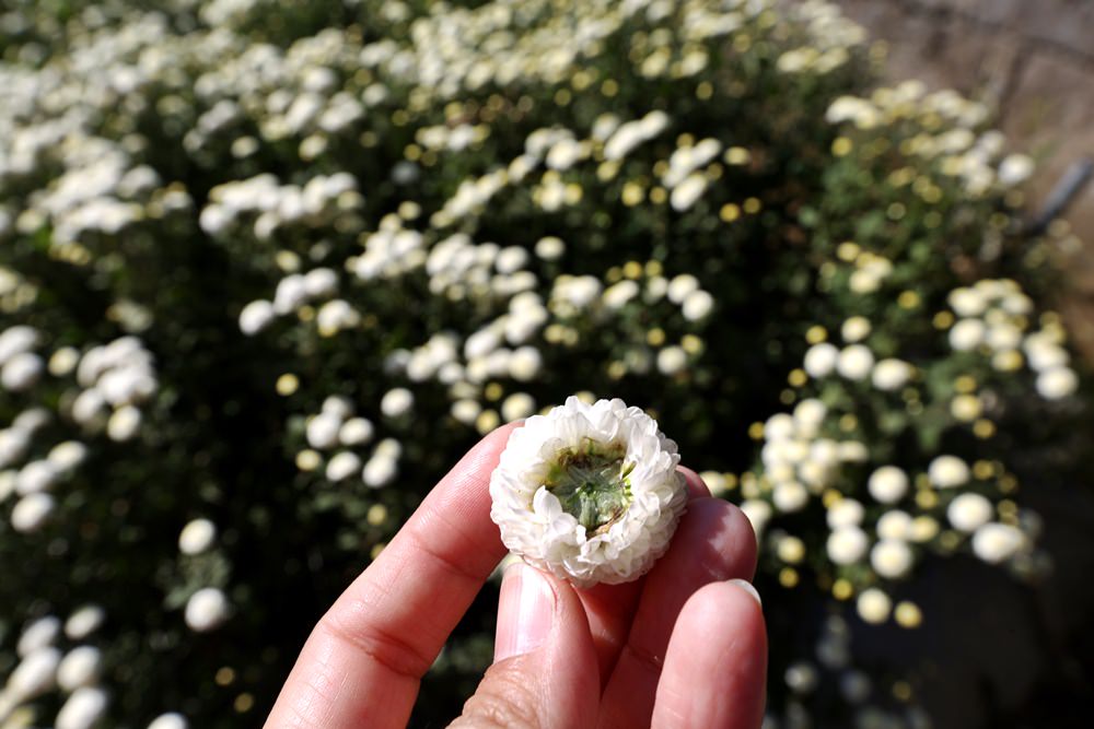 苗栗銅鑼一日遊 11月杭菊節賞秋雪 九湖莊吃杭菊餐 順遊銅鑼茶廠