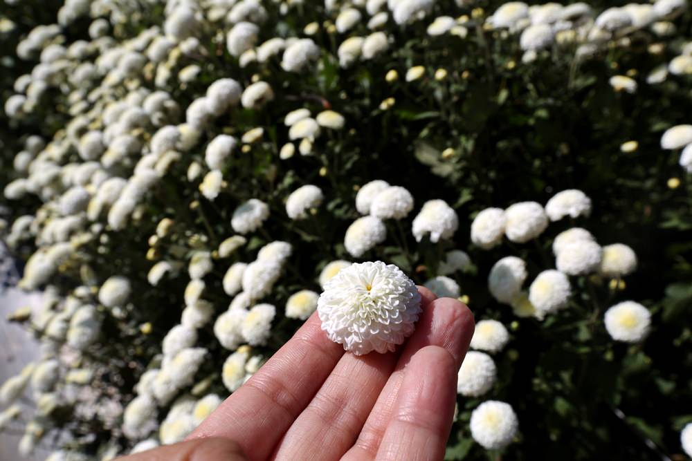 苗栗銅鑼一日遊 11月杭菊節賞秋雪 九湖莊吃杭菊餐 順遊銅鑼茶廠