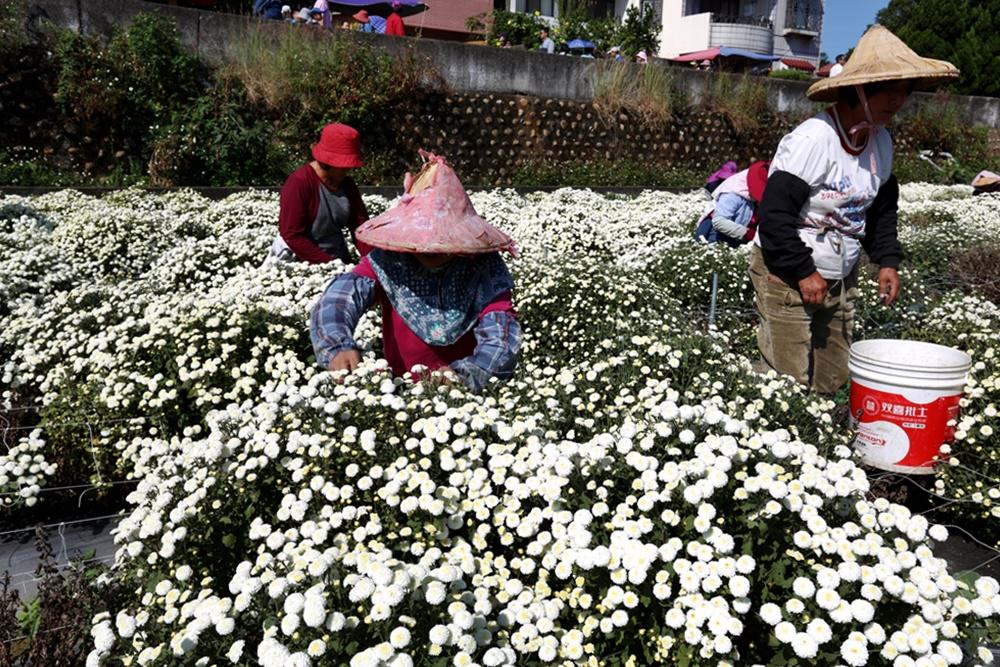 苗栗銅鑼一日遊 11月杭菊節賞秋雪 九湖莊吃杭菊餐 順遊銅鑼茶廠