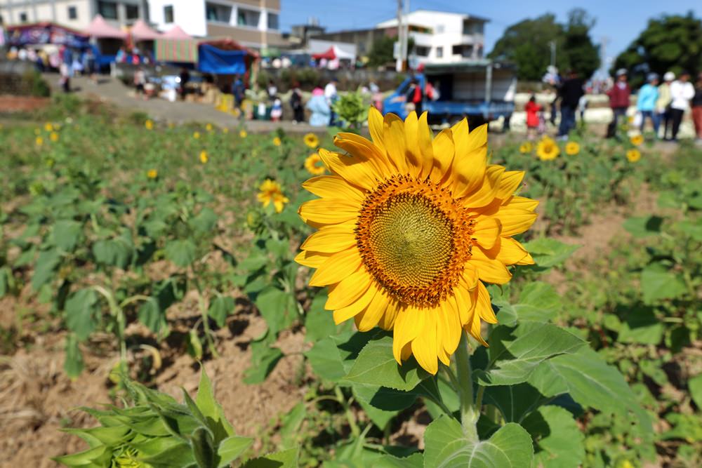 苗栗銅鑼一日遊 11月杭菊節賞秋雪 九湖莊吃杭菊餐 順遊銅鑼茶廠