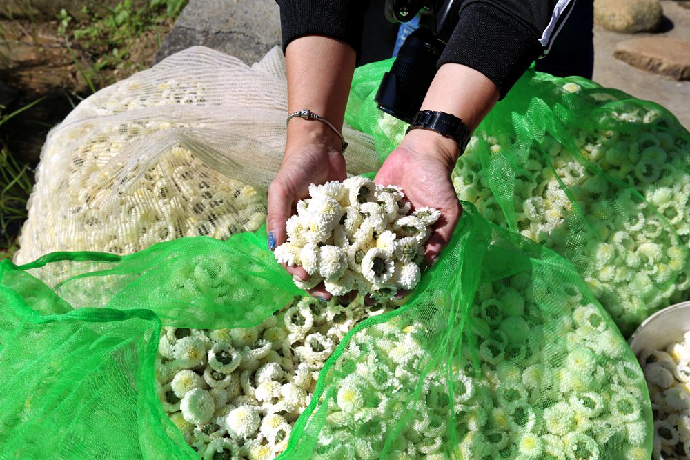 苗栗銅鑼一日遊 11月杭菊節賞秋雪 九湖莊吃杭菊餐 順遊銅鑼茶廠