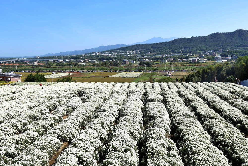 苗栗銅鑼一日遊 11月杭菊節賞秋雪 九湖莊吃杭菊餐 順遊銅鑼茶廠