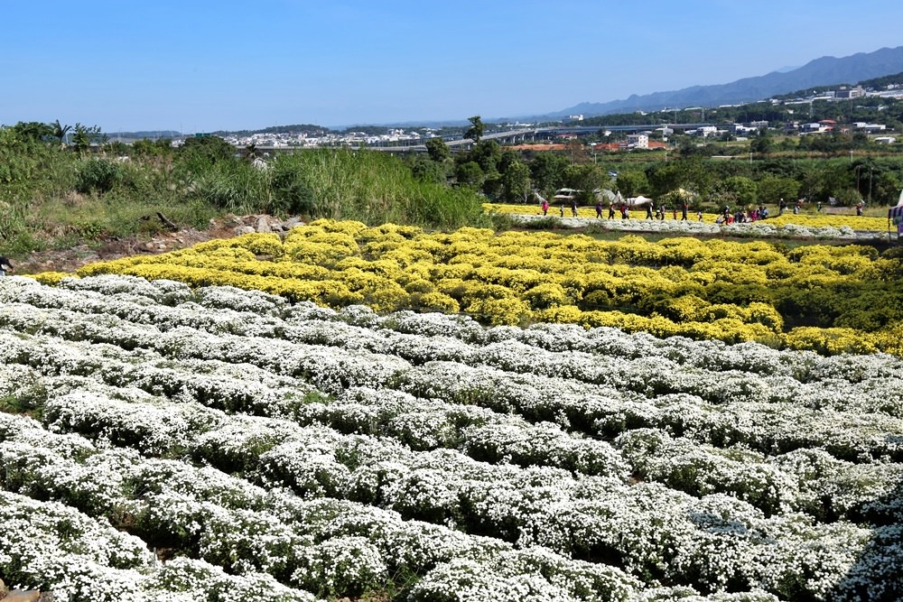 苗栗銅鑼一日遊 11月杭菊節賞秋雪 九湖莊吃杭菊餐 順遊銅鑼茶廠