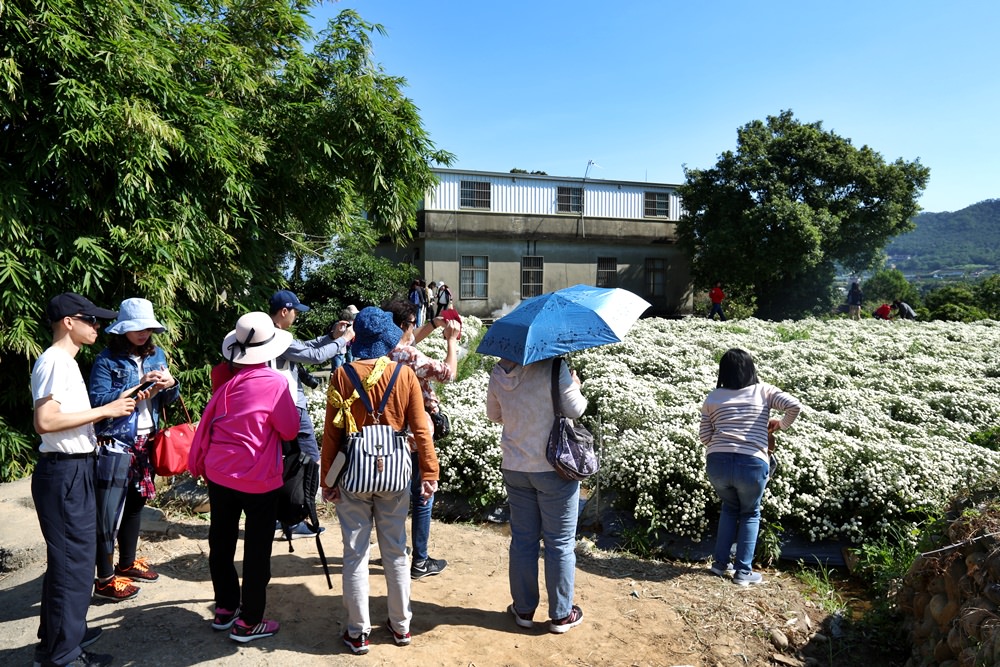 苗栗銅鑼一日遊 11月杭菊節賞秋雪 九湖莊吃杭菊餐 順遊銅鑼茶廠