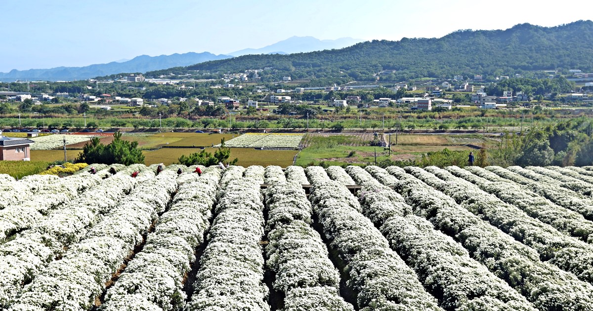 苗栗銅鑼一日遊 11月杭菊節賞秋雪 九湖莊吃杭菊餐 順遊銅鑼茶廠