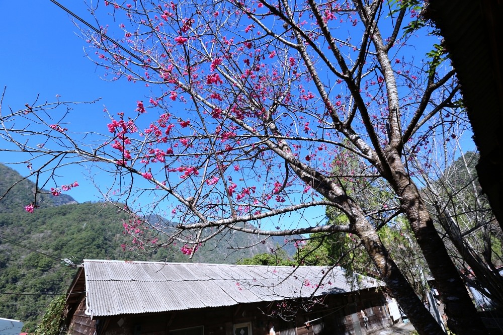 谷關景點 松鶴部落 拍百年檜木板屋、八仙山森林鐵路久良栖站 泰雅族手作產品好好買