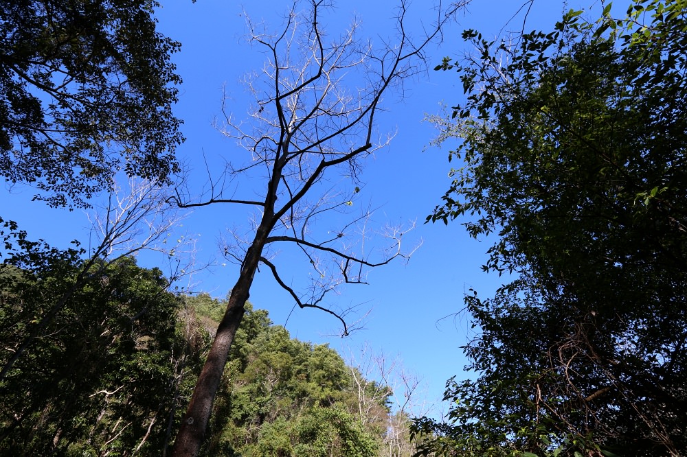 谷關景點 德芙蘭步道 被林蔭包圍的綠色步道 谷關必訪溫泉步道