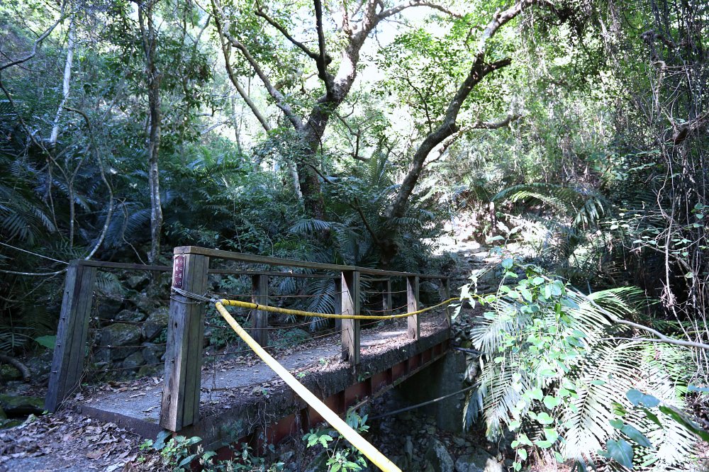 谷關景點 德芙蘭步道 被林蔭包圍的綠色步道 谷關必訪溫泉步道