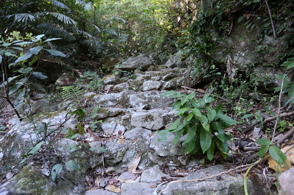 谷關景點 德芙蘭步道 被林蔭包圍的綠色步道 谷關必訪溫泉步道