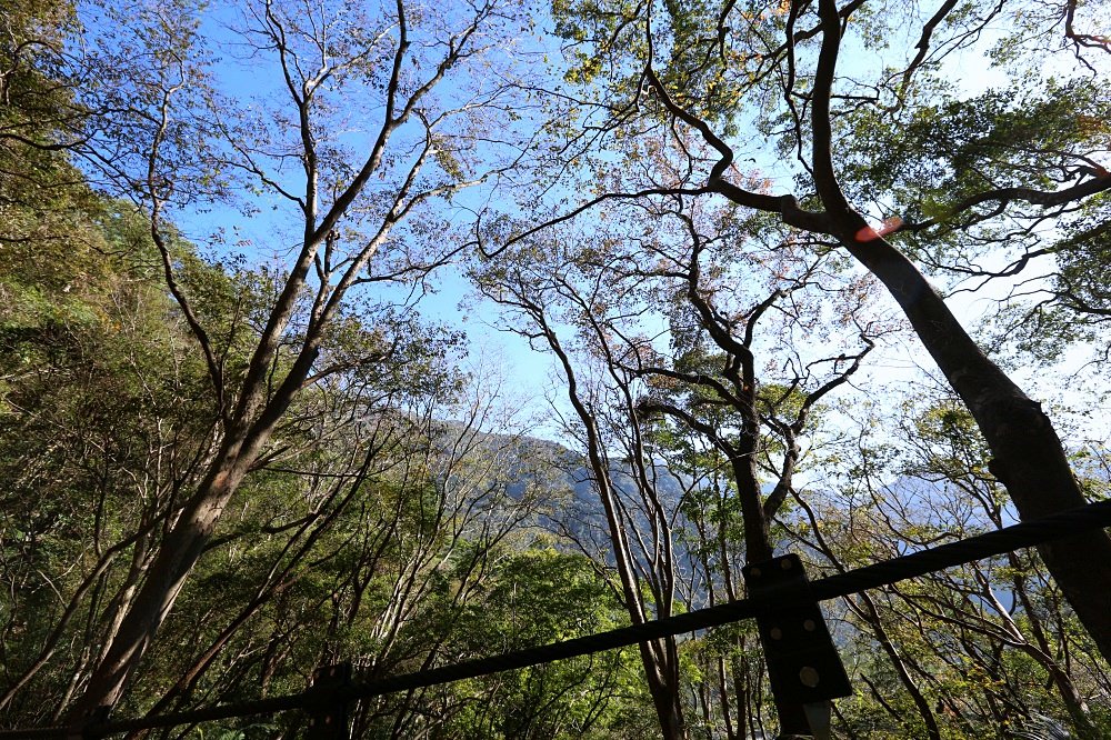 谷關景點 德芙蘭步道 被林蔭包圍的綠色步道 谷關必訪溫泉步道