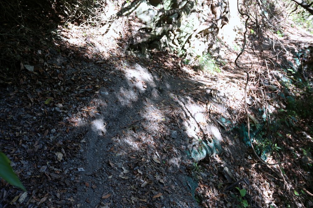 谷關景點 德芙蘭步道 被林蔭包圍的綠色步道 谷關必訪溫泉步道