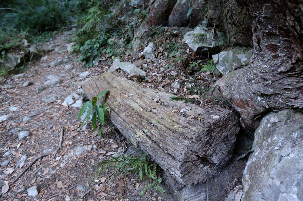 谷關景點 德芙蘭步道 被林蔭包圍的綠色步道 谷關必訪溫泉步道