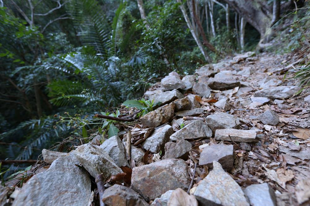 谷關景點 德芙蘭步道 被林蔭包圍的綠色步道 谷關必訪溫泉步道