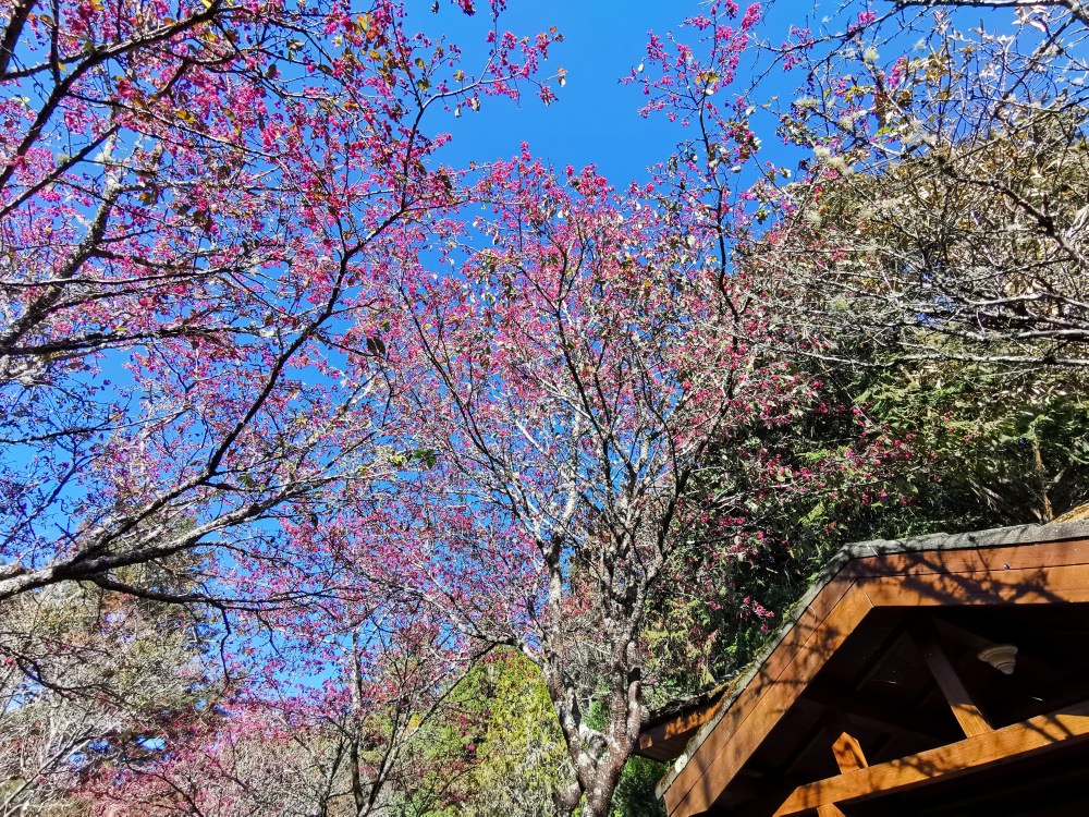 大雪山森林遊樂區 高山風景四季皆美 台中二日遊 住宿訂房+散步步道大解析