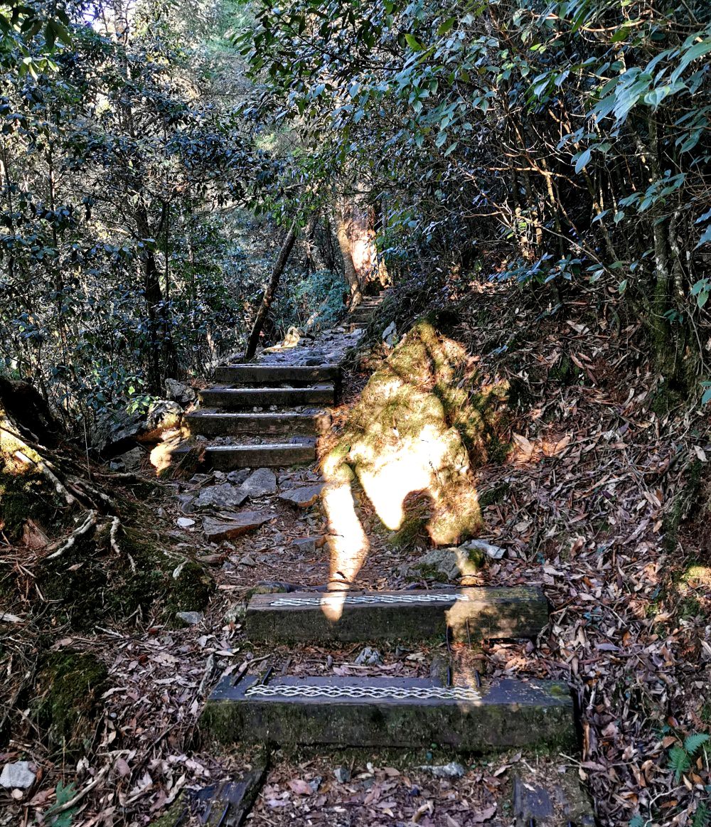 大雪山森林遊樂區 高山風景四季皆美 台中二日遊 住宿訂房+散步步道大解析