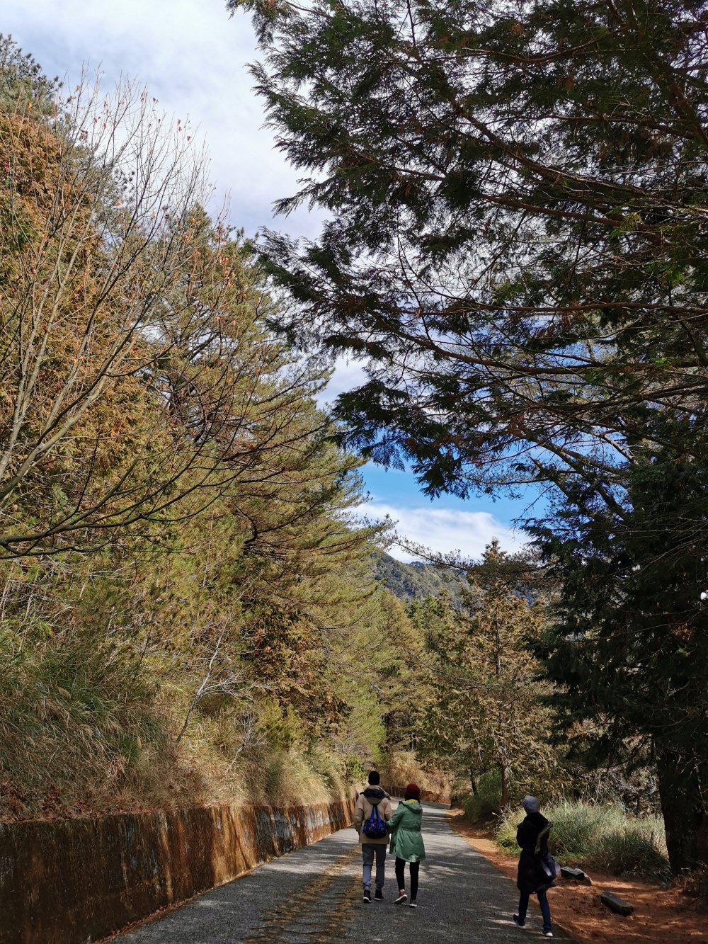 大雪山森林遊樂區 高山風景四季皆美 台中二日遊 住宿訂房+散步步道大解析