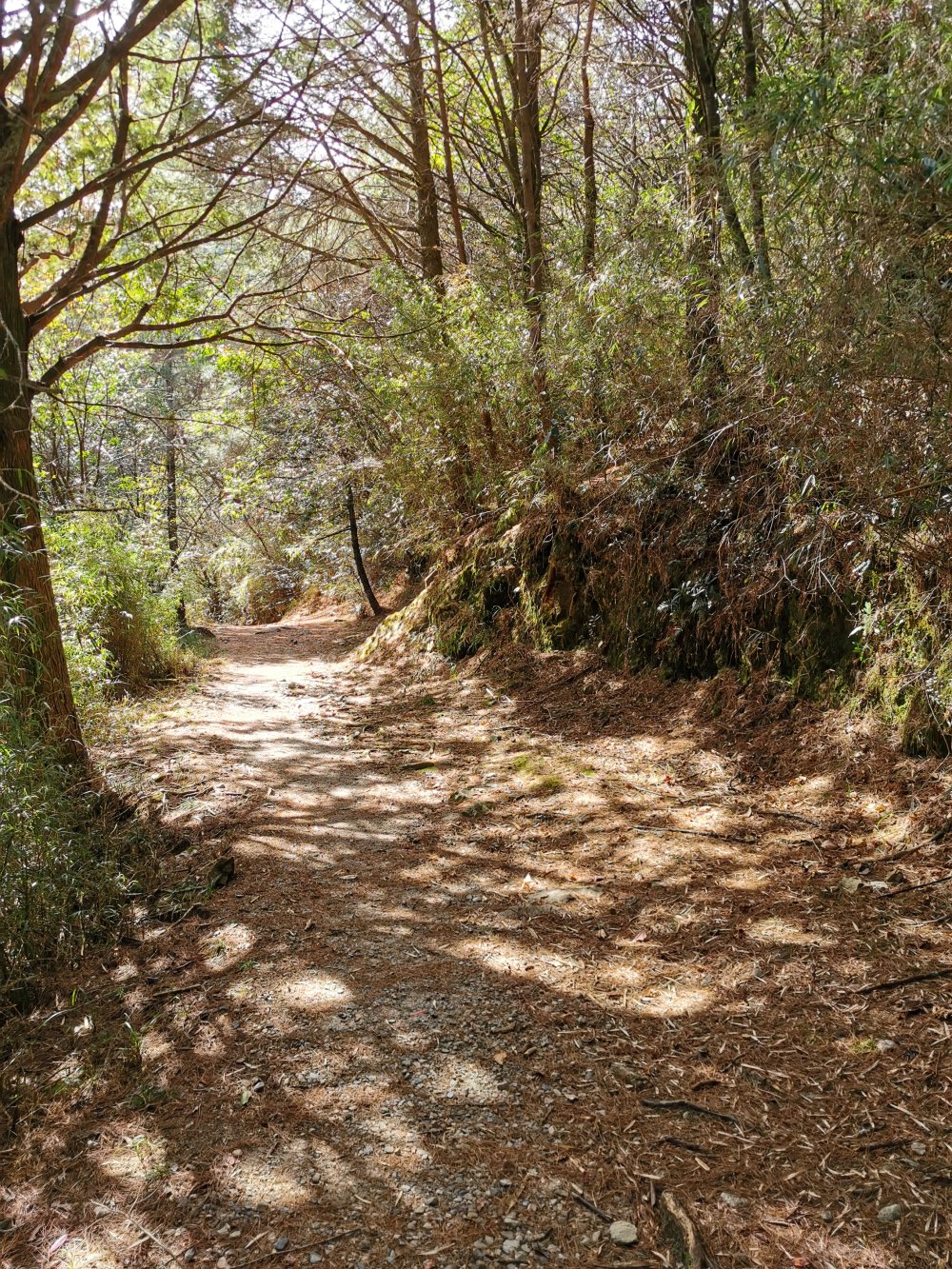 大雪山森林遊樂區 高山風景四季皆美 台中二日遊 住宿訂房+散步步道大解析